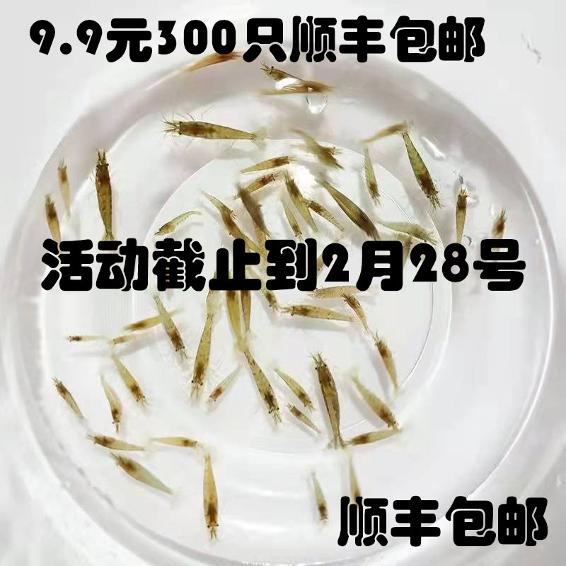 黑壳虾鱼缸水族箱水草清洁除藻工具淡水观赏虾迷你虾宠活体除藻虾