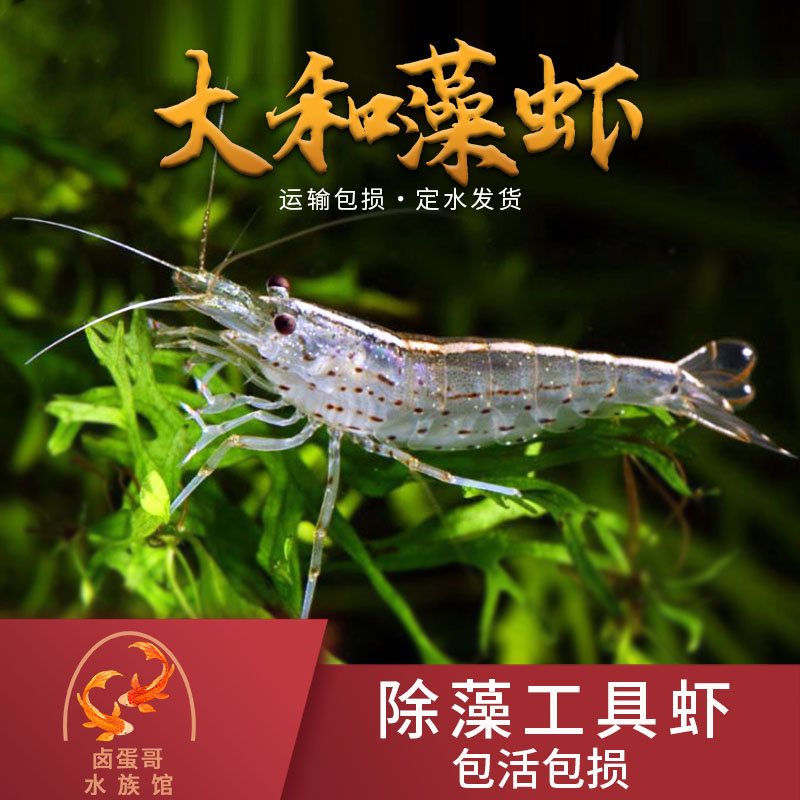 除藻大河藻虾工具虾包邮台湾大和藻虾大号尺寸工具虾观赏 抱卵虾