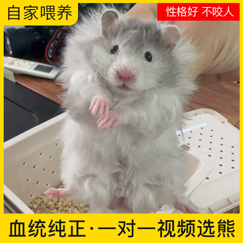 家养长毛金丝熊活物已打疫苗稀有卷毛黑火蜜波利纯银鸽灰肉桂仓鼠图片