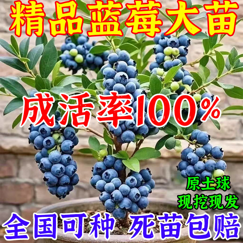 蓝莓树果苗盆栽特大号南北方四季种植庭院阳台花盆种植当年可结果