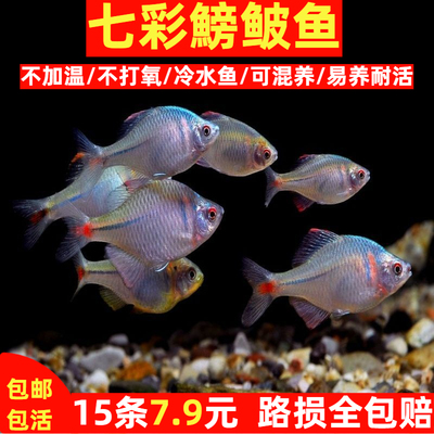 高体鳑鲏鱼七彩观赏鱼冷水淡水好养耐活鱼缸宠物山坑原生鱼磅礴
