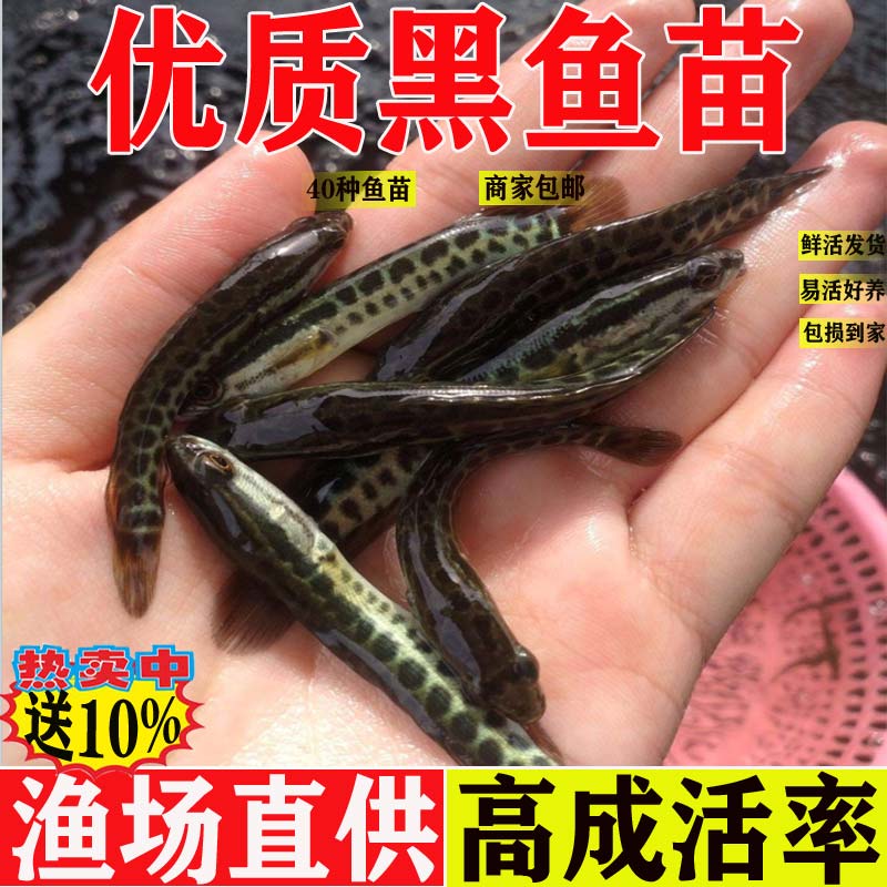 黑鱼苗淡水养殖食用好养乌鳢生财鱼苗活体冷水观赏鱼小乌鱼苗
