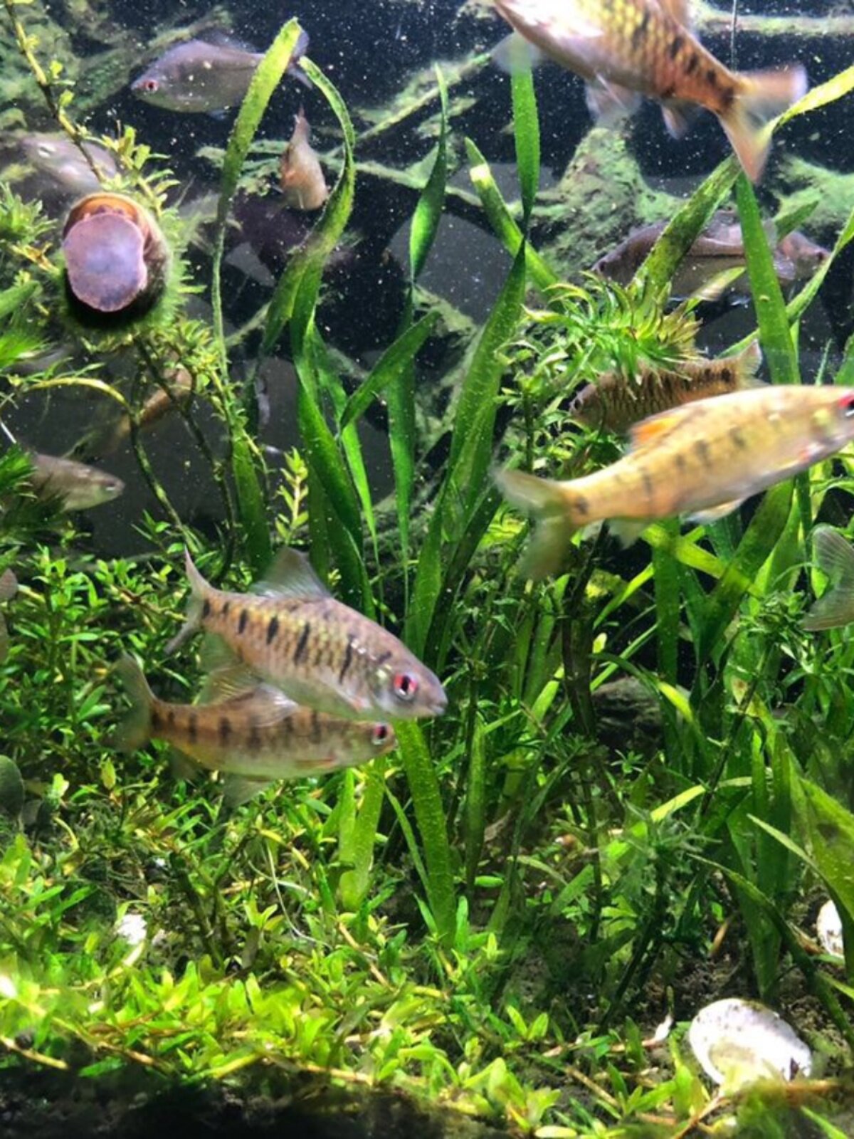 原生态冷水鱼条纹小鲃鱼活体淡水小溪鱼二须鲃群游观赏好养耐活