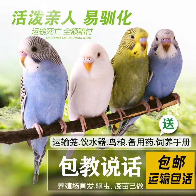 鹦鹉活鸟鸟活物玄风云斑鹦鹉中小型会说话鹦鹉活体物宠物虎皮鹦鹉