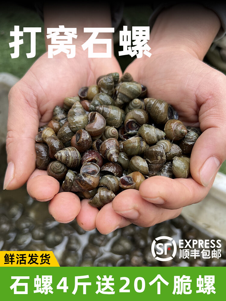 钓鱼螺蛳钓青鱼薄壳黄金脆螺鲜活挂钩鱼饵螺田螺野生小号打窝石螺