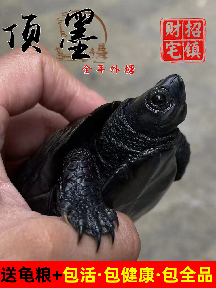 顶墨龟纯种全黑龟苗外塘中华公草龟迷你小乌龟活物活体金线龟小宠