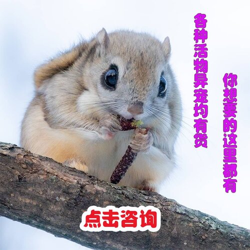 网红鼠松萌幼儿儿童宠物飞鼠幼儿活物好养包活包邮