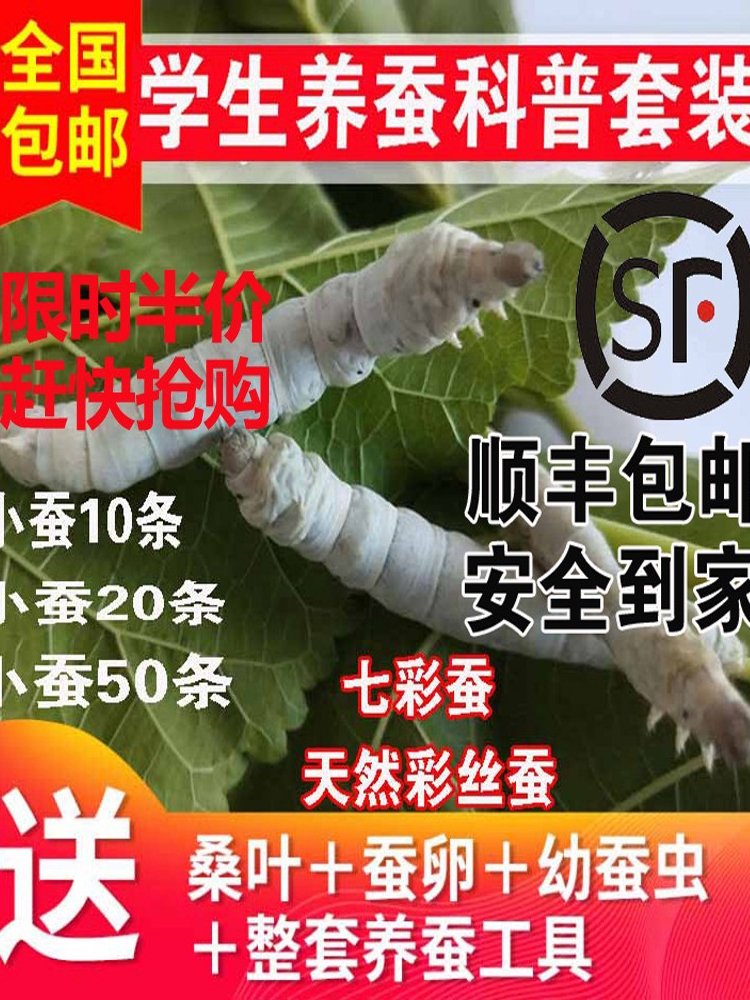 学生养蚕科普套装蚕宝宝活体金丝蚕卵籽七彩蚕幼虫1234龄新鲜桑叶
