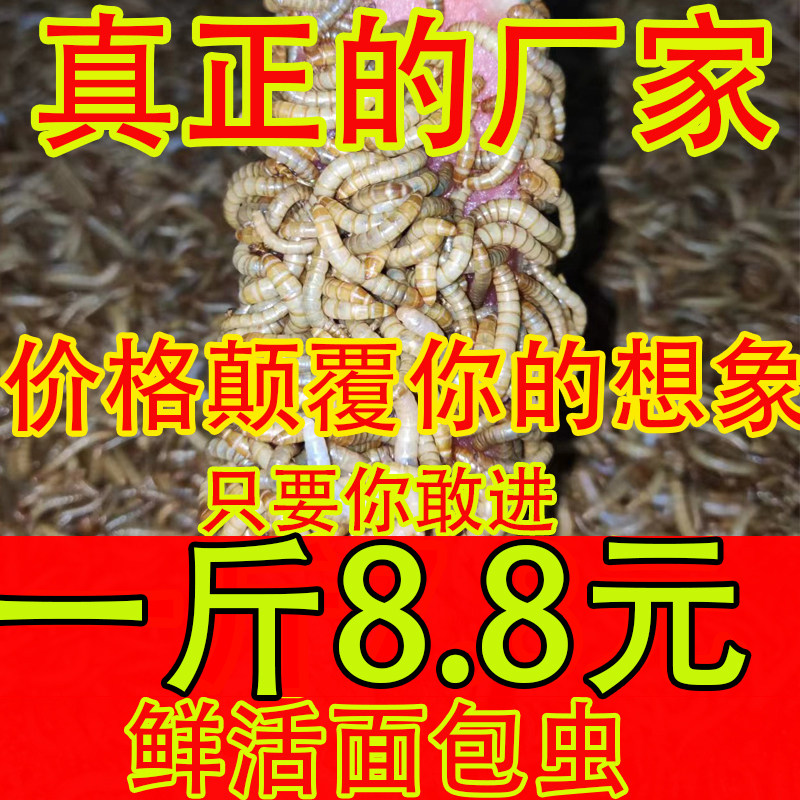 面包虫活体 黄粉虫活虫 鹦鹉鱼 金龙鱼 乌龟 画眉鸟石蛙饲料包邮