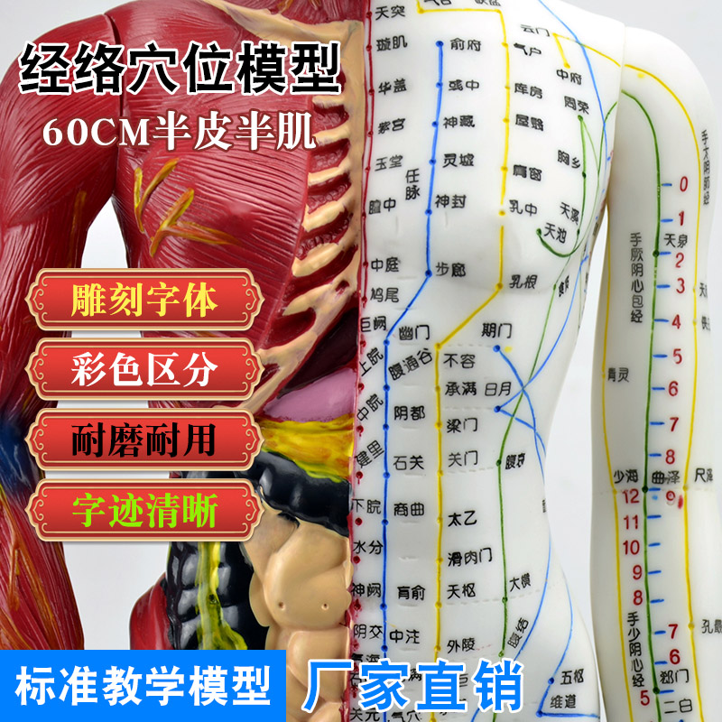 半肌肉模型刻字清晰标准结实