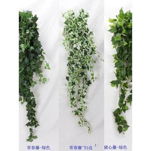 蔓13挂013314CM长春藤猪心藤彷真壁藤条常绿萝叶藤叶藤彷真爬山虎