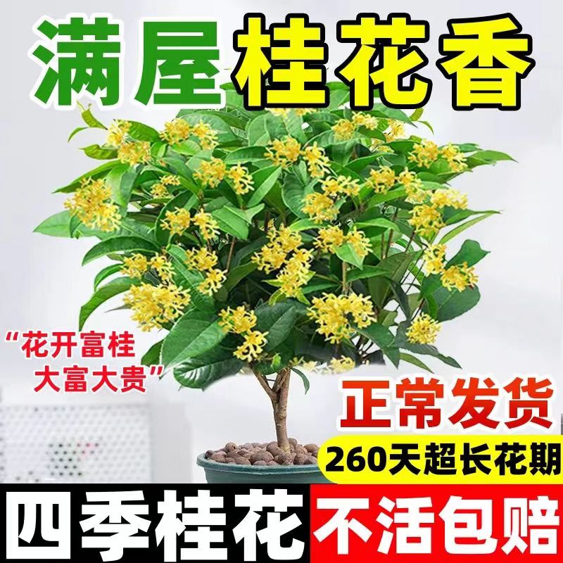 桂花树苗四季桂盆栽可食用开花不断室内阳台庭院浓香型花卉植物