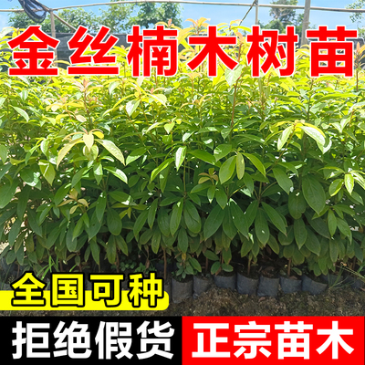 正宗金丝楠木树苗小叶桢楠大树楠木名贵树苗庭院绿化盆栽四季常青