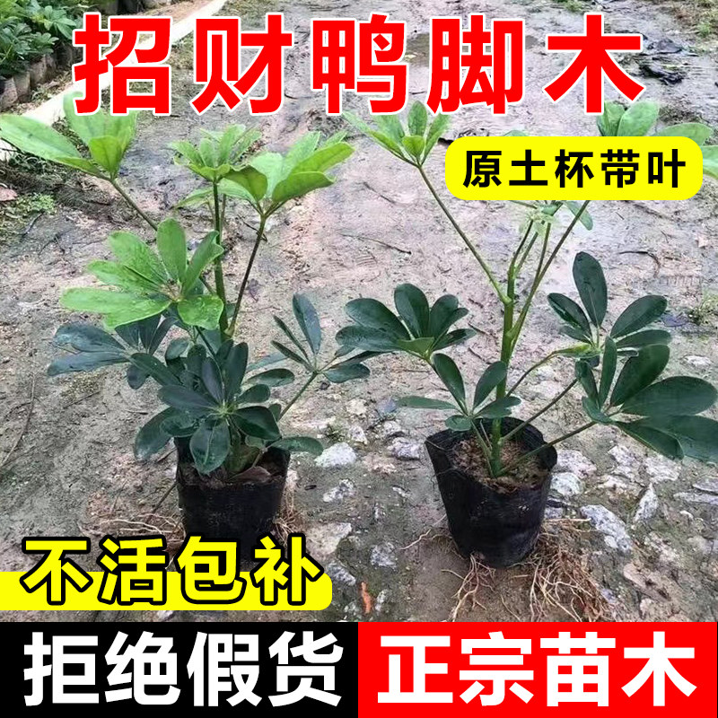 八方来财鸭脚木四季常青室内阳台桌面绿植盆栽花卉发财树苗七叶莲