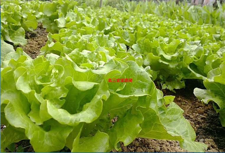 新鲜四季 生菜500g  潮汕本地生菜  色拉菜 现摘现发老三农家蔬菜