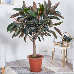 橡皮树黑金刚大型盆栽室内绿叶大叶绿植四季常青型植物净化空气