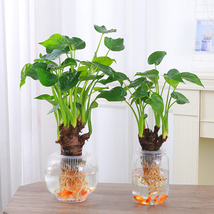 水培植物千手观音盆栽净化空气室内大叶滴水观音龟背竹绿植好养植