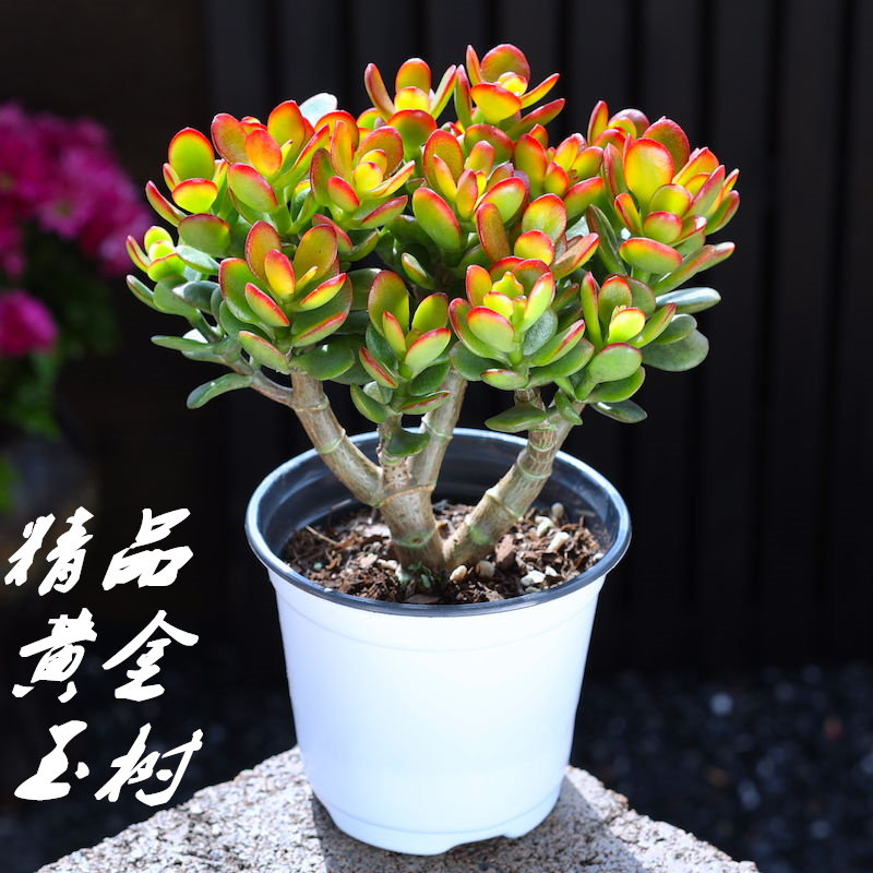 红边玉树盆栽黄金花月阳台多肉植物防辐射肉肉翠绿色四季常青绿植