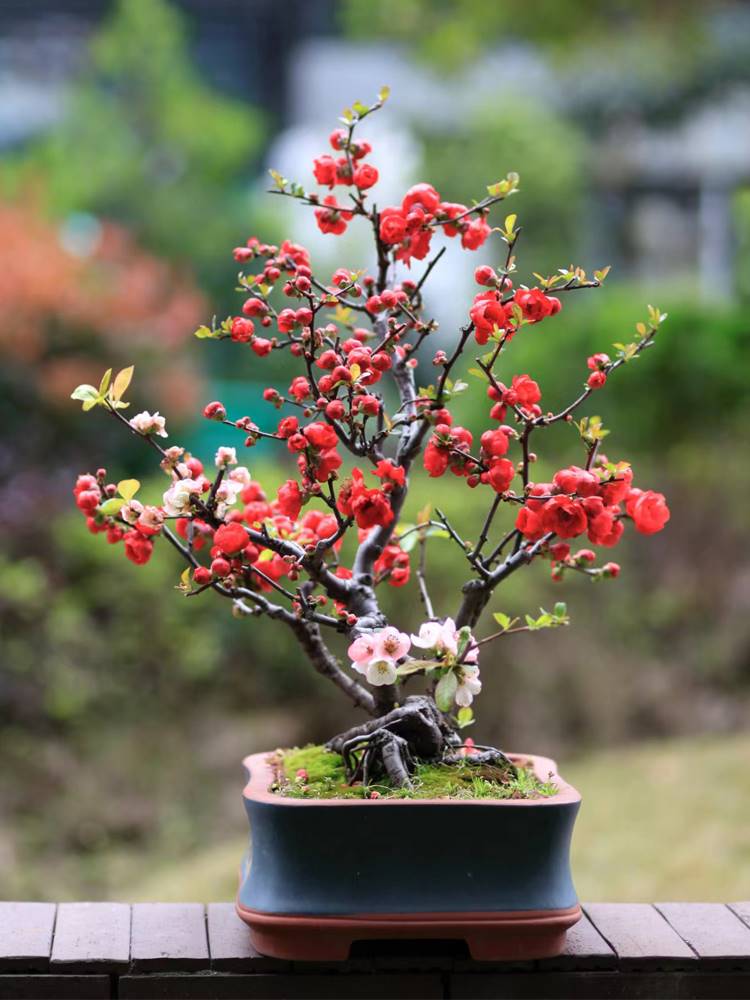 海棠花老桩树苗简型净化空气