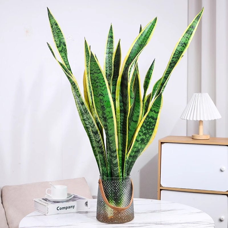 金边虎皮兰银麦虎皮兰水培植物客厅沙发旁大盆栽新房吸甲醛办公室,鲜花速递/花卉仿真/绿植园艺,绿植,淘宝优惠券,粉丝福利购,淘宝优惠卷