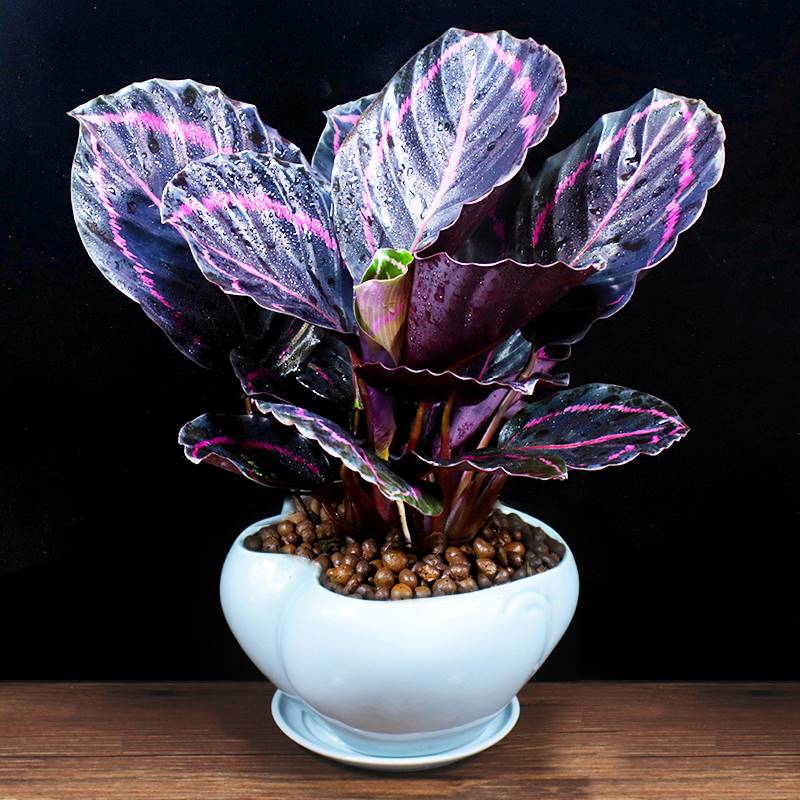 美丽彩虹竹芋春季净化空气办公室