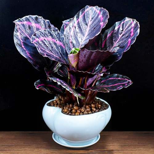 美丽彩虹竹芋春季净化空气办公室