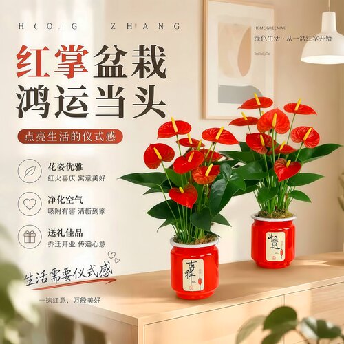 特大号红掌盆栽大叶大花好养