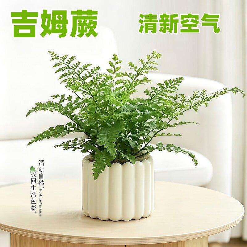 网红绿植吉姆蕨盆栽蕨类植物办公室桌面室内植物欧洲平安蕨宝石蕨
