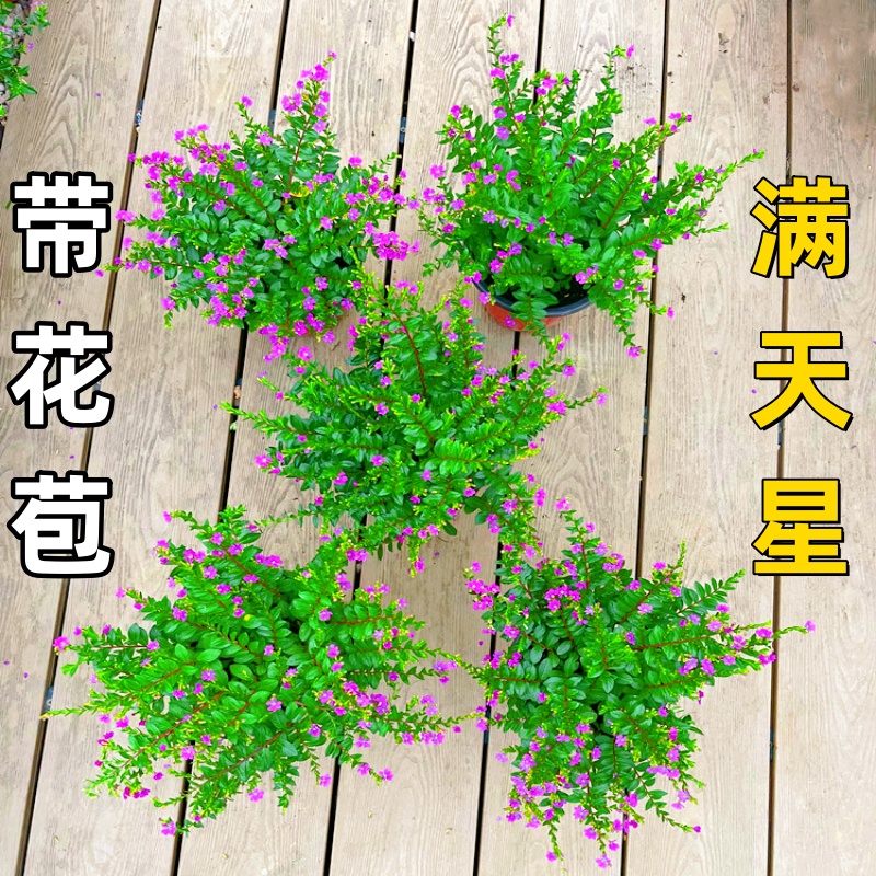 带花苞，易养易活