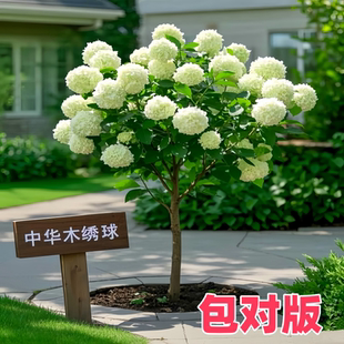 斗球中华木绣球树苗盆栽地栽欧洲木绣球庭院别墅耐寒耐热四季花卉