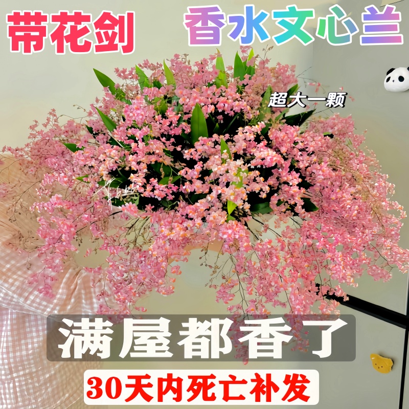 香水文心兰盆栽带花苞梦香兰