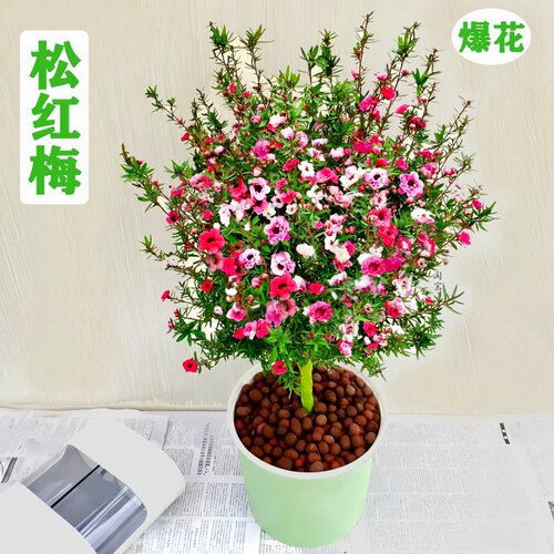 松红梅盆栽开花树苗四季花卉