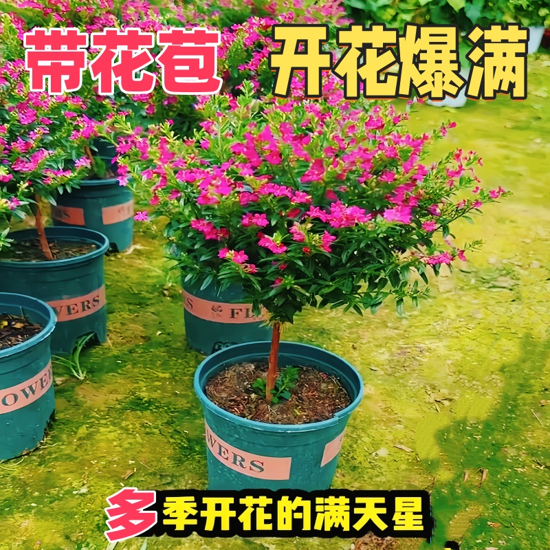 满天星盆栽独杆带花苞阳台庭院好养工程绿化室内四季桌面开花植物