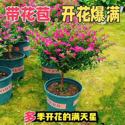 满天星盆栽独杆带花苞阳台庭院好养工程绿化室内四季桌面开花植物