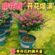 满天星盆栽独杆带花苞阳台庭院好养工程绿化室内四季 桌面开花植物