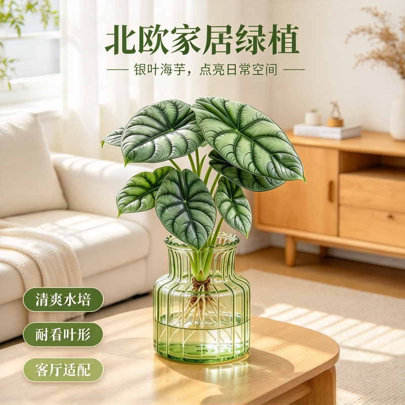 北欧家居绿植白犀牛海芋桌面水培植物客厅办公室内易养护四季常绿