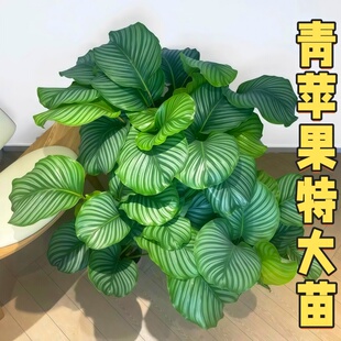 网红绿植青苹果竹芋盆栽水培植物室内新房净化空气好养活四季好养