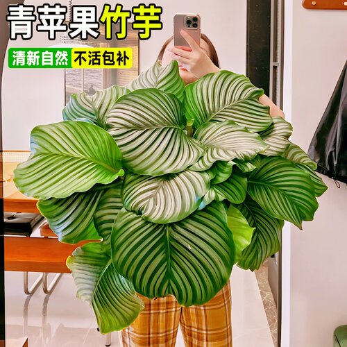 青苹果竹芋盆栽大叶好养室内绿植