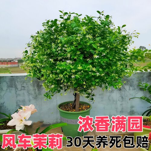 浓香风车茉莉易爬开花盆栽