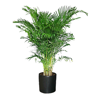 富贵椰子树散尾葵盆栽绿植花卉凤尾竹室内客厅大型植物夏威夷竹子