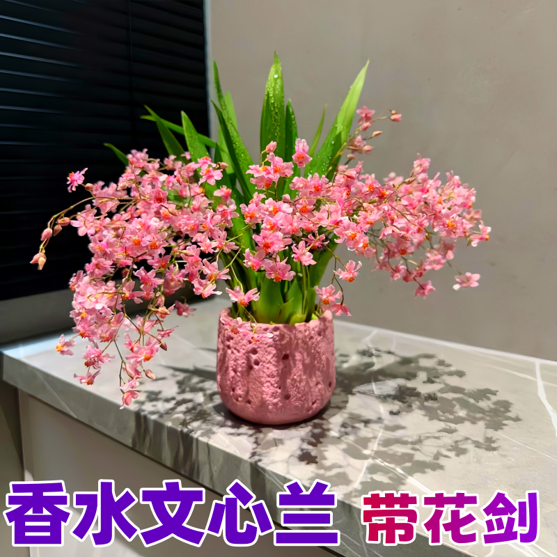 香水文心兰盆栽带花苞室内绿植