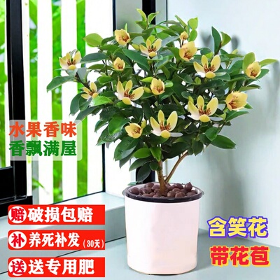 含笑花盆栽树苗带花苞浓香型四季花卉室内外阳台庭院地栽开花植物