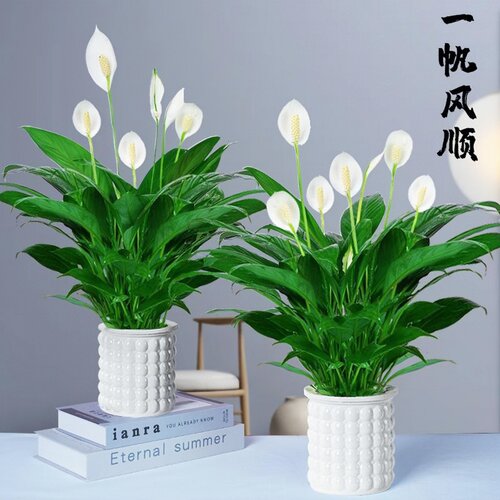 白掌一帆风顺盆栽水培植物绿萝箩花卉室内花绿植红掌白掌花易养活