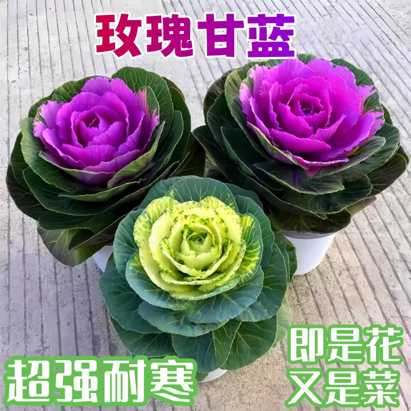 玫瑰甘蓝花卉雨衣大苗盆栽