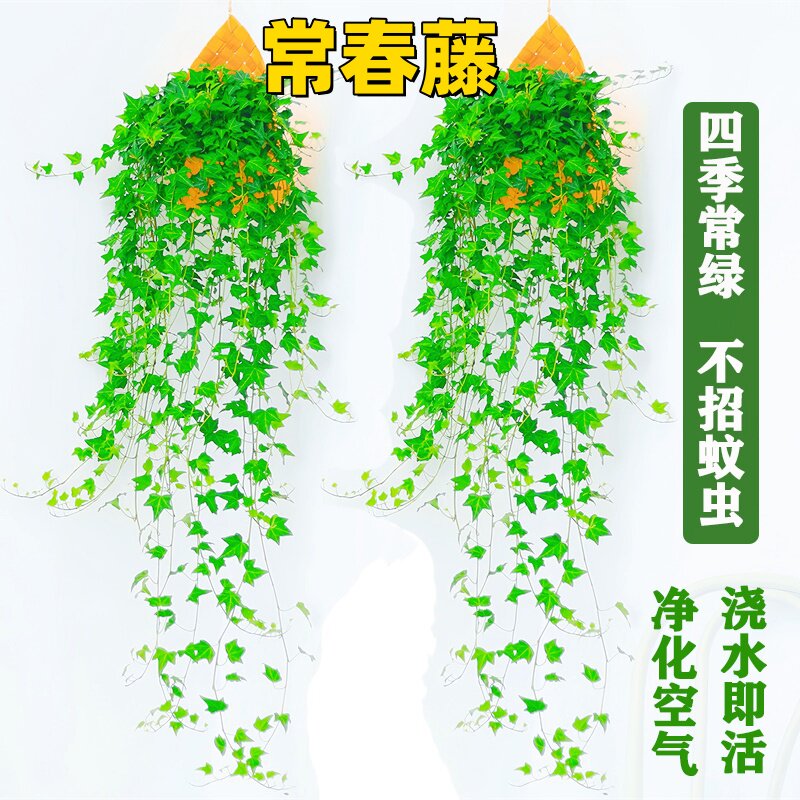 青叶爆款常春藤爬藤垂吊绿植观叶四季常绿四季青生长常青枝条花园