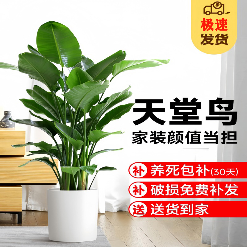 天堂鸟盆栽客厅办公室内大型绿植物四季花卉大叶植物新房家用净化