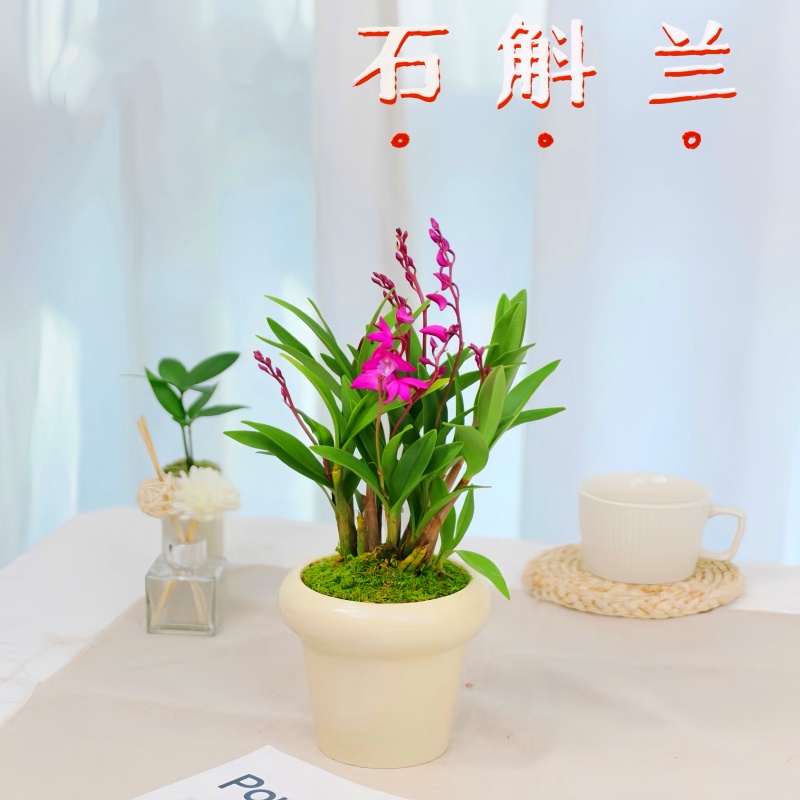 石斛兰盆栽带花室内客厅四季花卉易活好养易活办公室绿植桌面好养