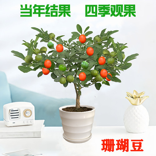 珊瑚豆盆栽冬珊瑚樱四季果室内阳台栽吉庆果开花观果四季花卉植物
