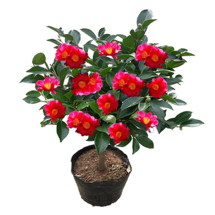 茶梅花苗盆栽四季花卉红茶梅球带花苞小玫瑰财神朝仓老桩耐寒植物