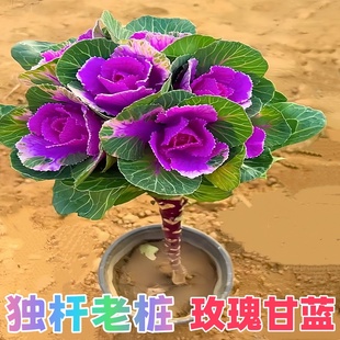 独杆老桩玫瑰甘蓝花卉盆栽羽衣甘蓝苗耐寒四季种植南北方好养绿植